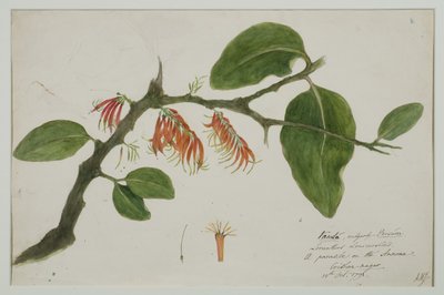 Dendrophthoe falcata (orange mistletoe), 1785 by Anna Maria Jones